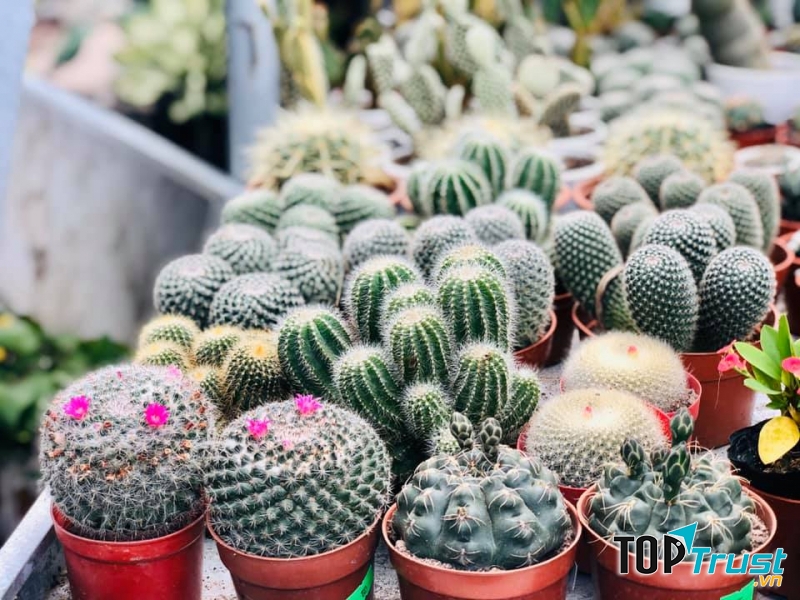 Địa chỉ bán xương rồng đẹp nhất Nha Trang