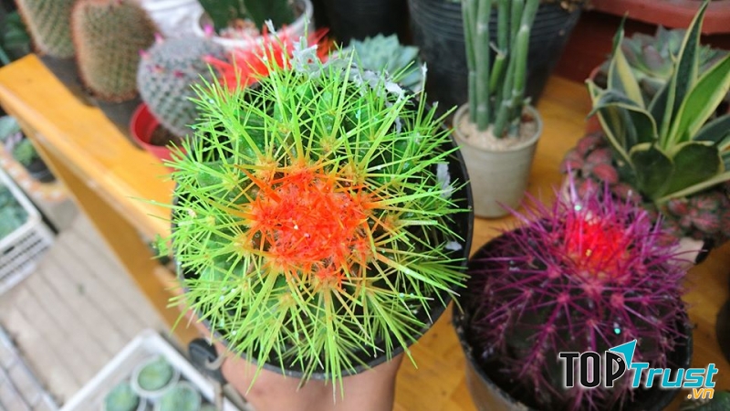 Địa chỉ bán xương rồng đẹp nhất Thanh Hóa