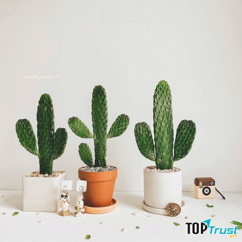 Địa chỉ bán xương rồng đẹp nhất TP. HCM