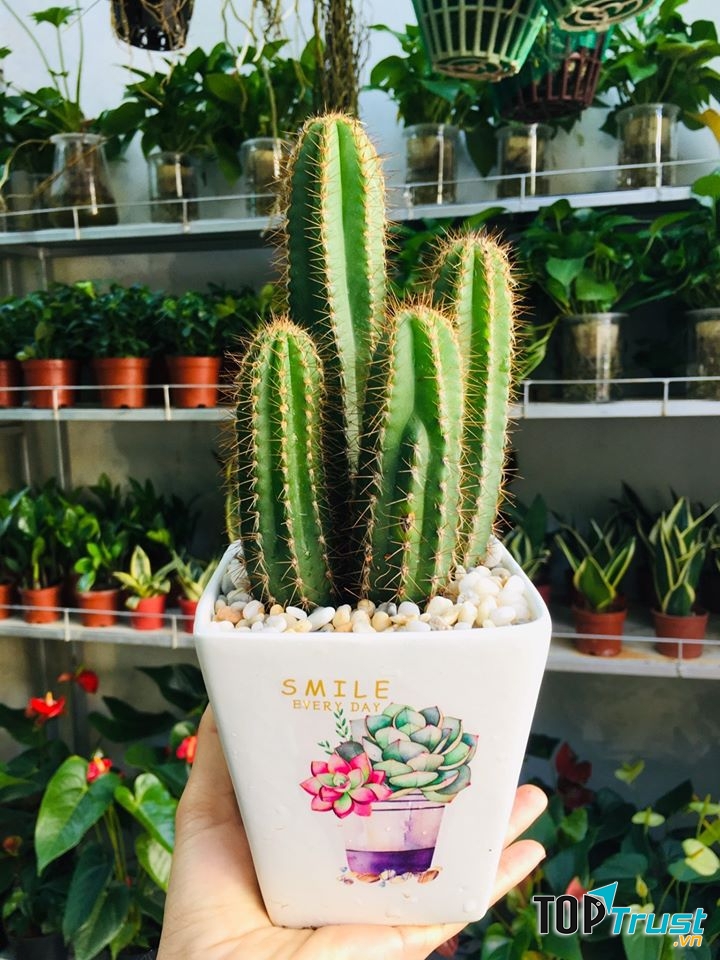 Địa chỉ bán xương rồng đẹp nhất TP. Pleiku, Gia Lai