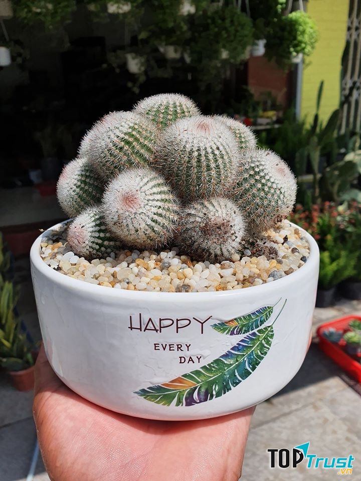 Địa chỉ bán xương rồng đẹp nhất TP. Quy Nhơn, Bình Định