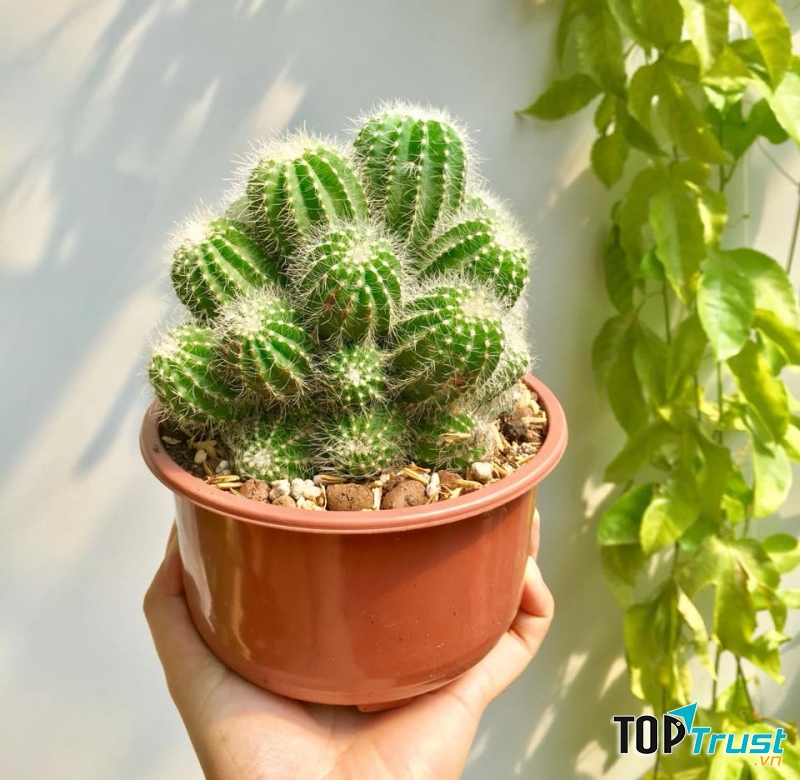 Địa chỉ bán xương rồng đẹp nhất Vũng Tàu