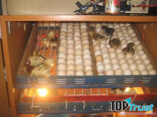 Địa chỉ cung cấp máy ấp trứng hàng đầu Miền Bắc