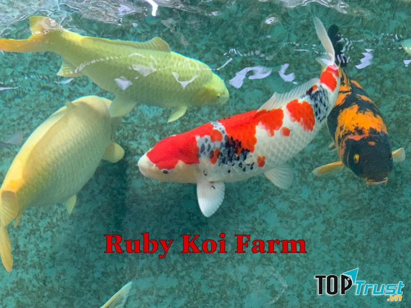 địa chỉ mua cá Koi Nhật, Cá Koi F1 tại HCM