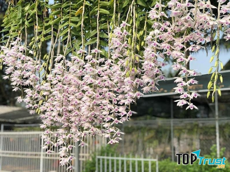 Địa chỉ mua cây cảnh đẹp nhất  ở Huế