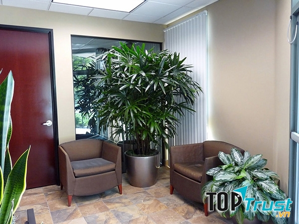 địa chỉ mua cây xanh văn phòng giá rẻ và đẹp nhất tại TPHCM