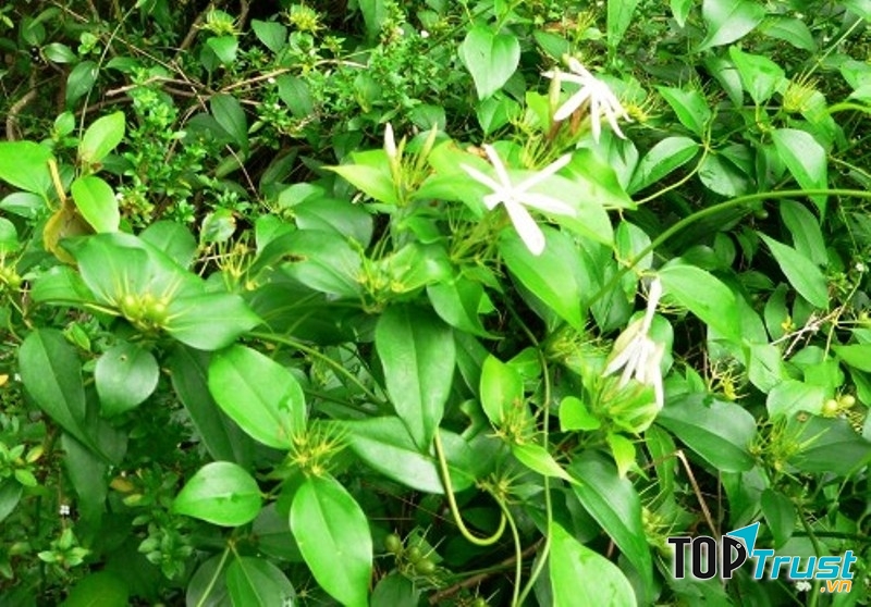 địa chỉ mua chè vằng uy tín nhất Hà Nội