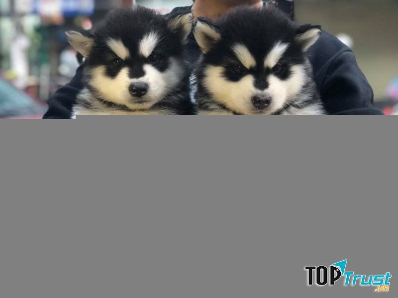 địa chỉ mua chó Alaska uy tín tại Việt Nam