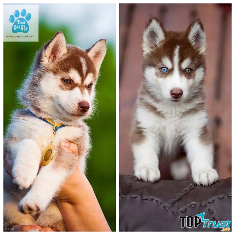 địa chỉ mua chó Husky uy tín tại Việt Nam