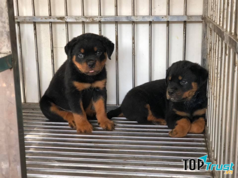 địa chỉ mua chó Rottweiler uy tín tại Việt Nam