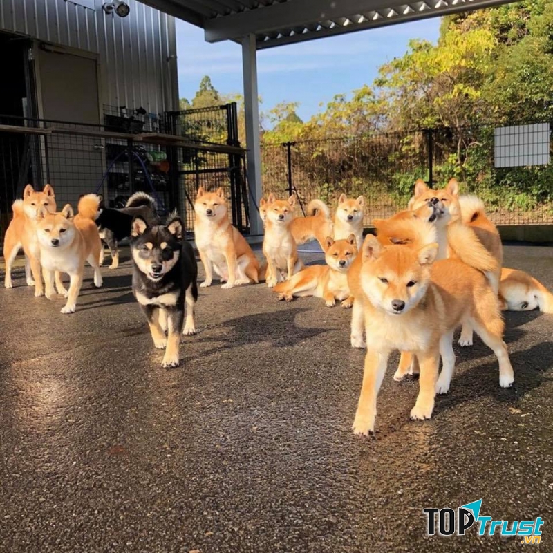 địa chỉ mua chó Shiba Inu uy tín tại Hà Nội