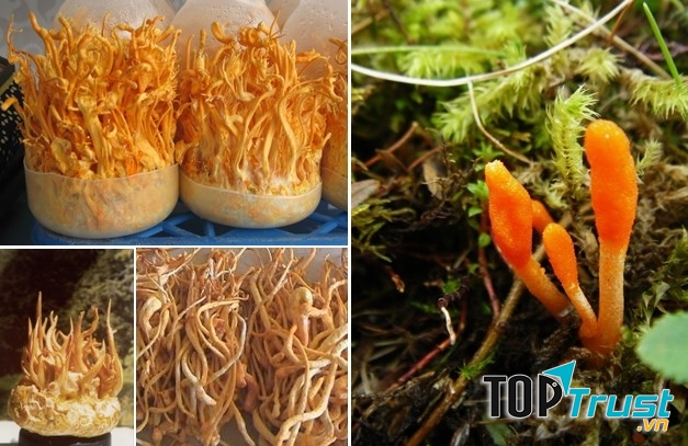 địa chỉ mua Đông Trùng Hạ Thảo tốt và uy tín nhất ở Việt Nam