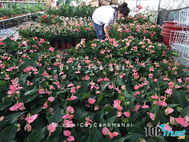 địa chỉ mua giống cây ăn quả, cây hoa uy tín nhất Hà Nội