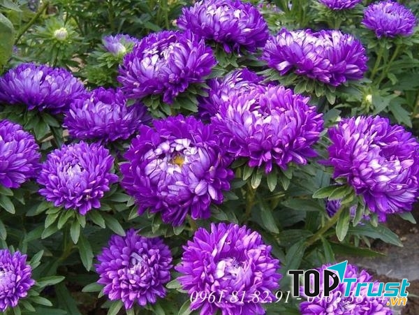 địa chỉ mua hạt giống hoa uy tín và chất lượng nhất Hà Nội