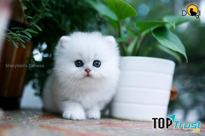 địa chỉ mua mèo cảnh giá rẻ, chất lượng nhất tại Hà Nội