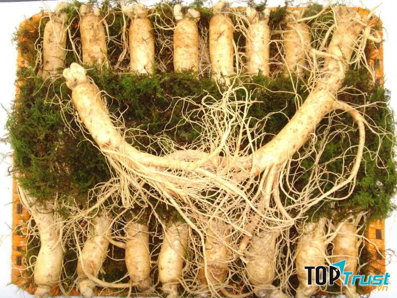 địa chỉ mua nhân sâm Hàn Quốc chính hãng, uy tín, chất lượng tốt nhất