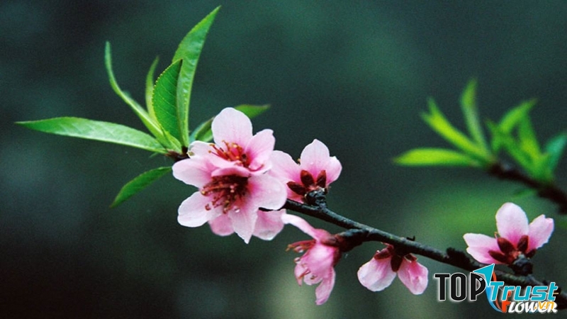 địa điểm bán hoa tết đẹp nhất Hà Nội