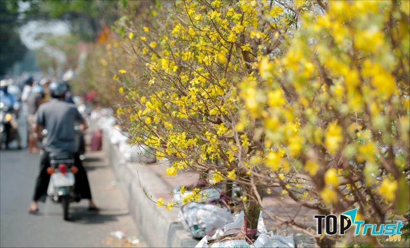 Địa điểm bán hoa tết đẹp nhất ở Sài Gòn