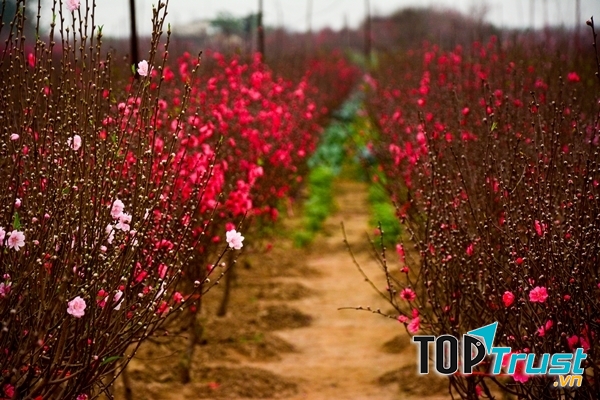 địa điểm chụp ảnh Tết đẹp nhất tại Hà Nội