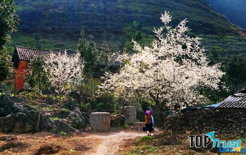 địa điểm đi chơi thú vị vào mùa đông ở miền Bắc nước ta