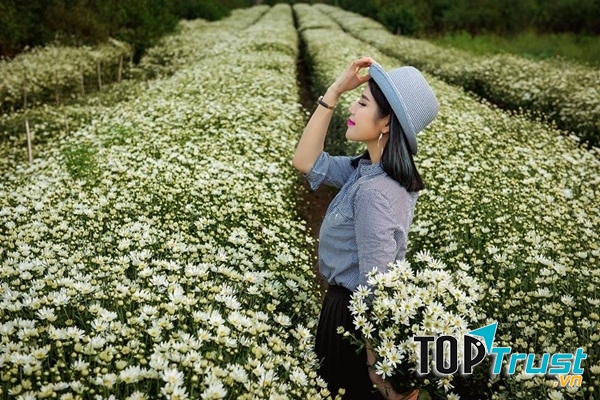 địa điểm ngắm cúc hoạ mi đẹp nhất để chụp ảnh sống ảo