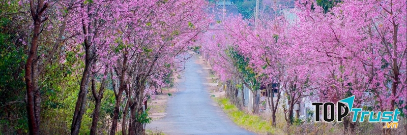 Địa điểm ngắm hoa anh đào đẹp nhất Đà Lạt
