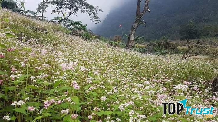 địa điểm ngắm hoa tam giác mạch đẹp nhất tại miền Bắc