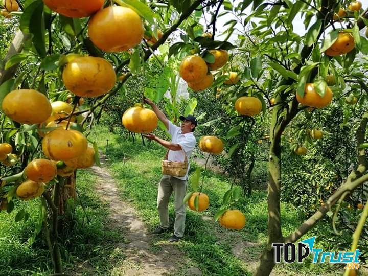 Địa điểm tham quan quýt hồng Lai Vung đẹp nhất