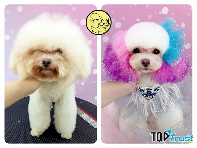 Dịch vụ cắt tỉa lông thú cưng đẹp và uy tín nhất Hà Nội