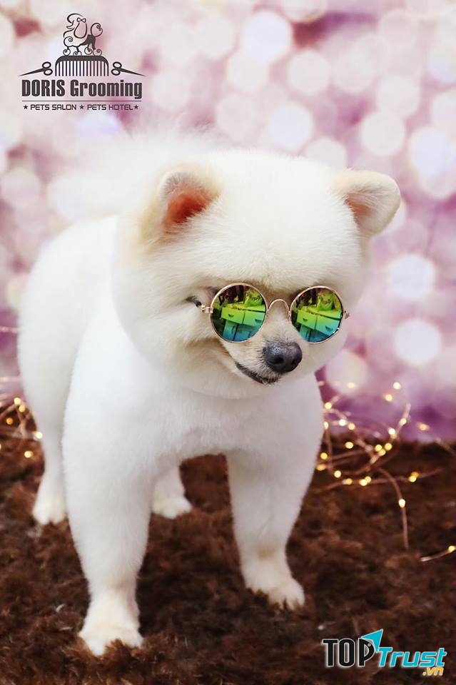 Dịch vụ cắt tỉa lông thú cưng đẹp và uy tín nhất TP. HCM