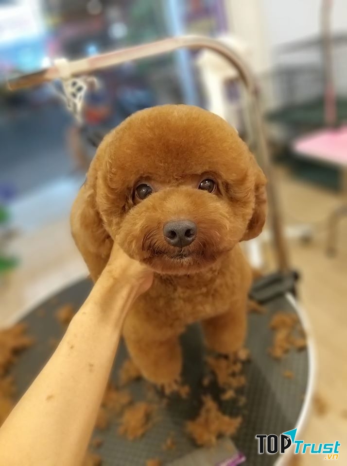 Dịch vụ cắt tỉa lông thú cưng uy tín nhất tại Bình Dương