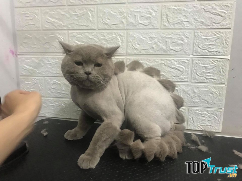 Dịch vụ cắt tỉa lông thú cưng uy tín nhất tại Hải Phòng