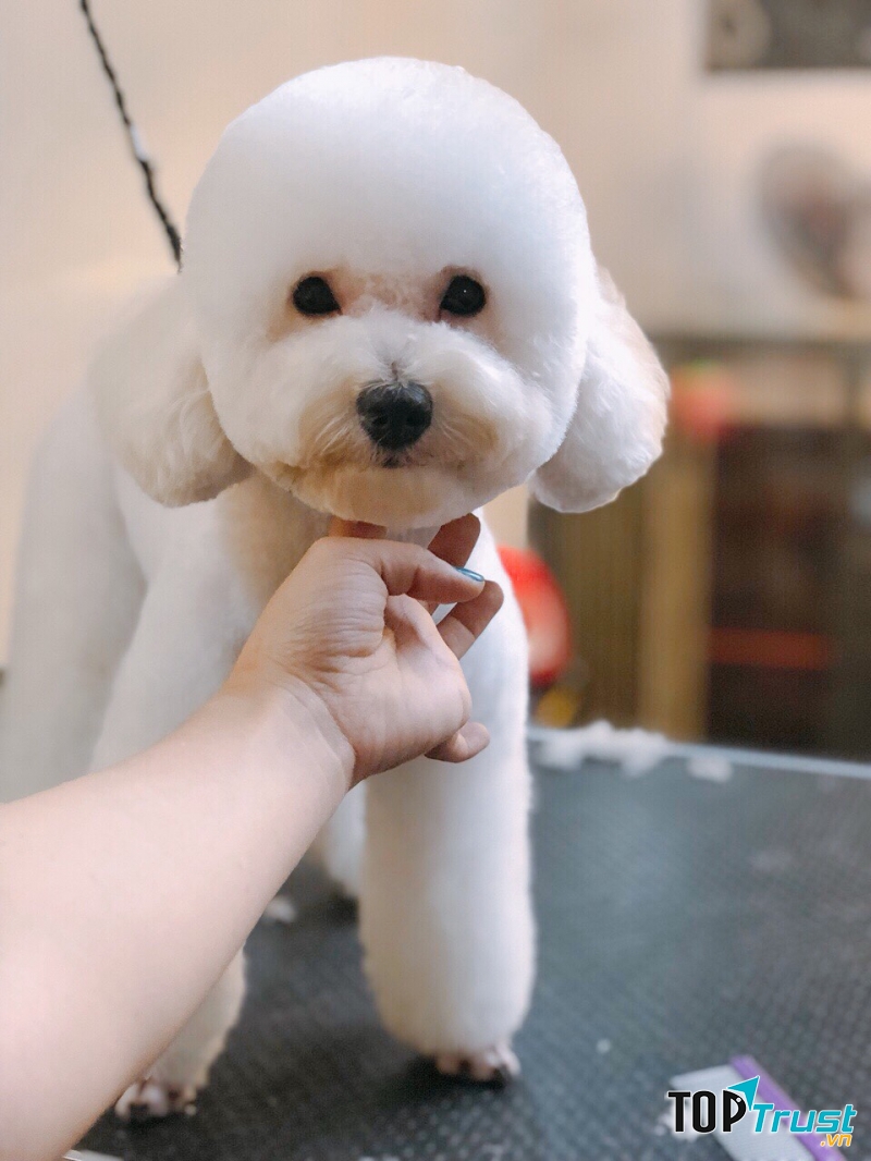 Dịch vụ cắt tỉa lông thú cưng uy tín nhất tại Huế