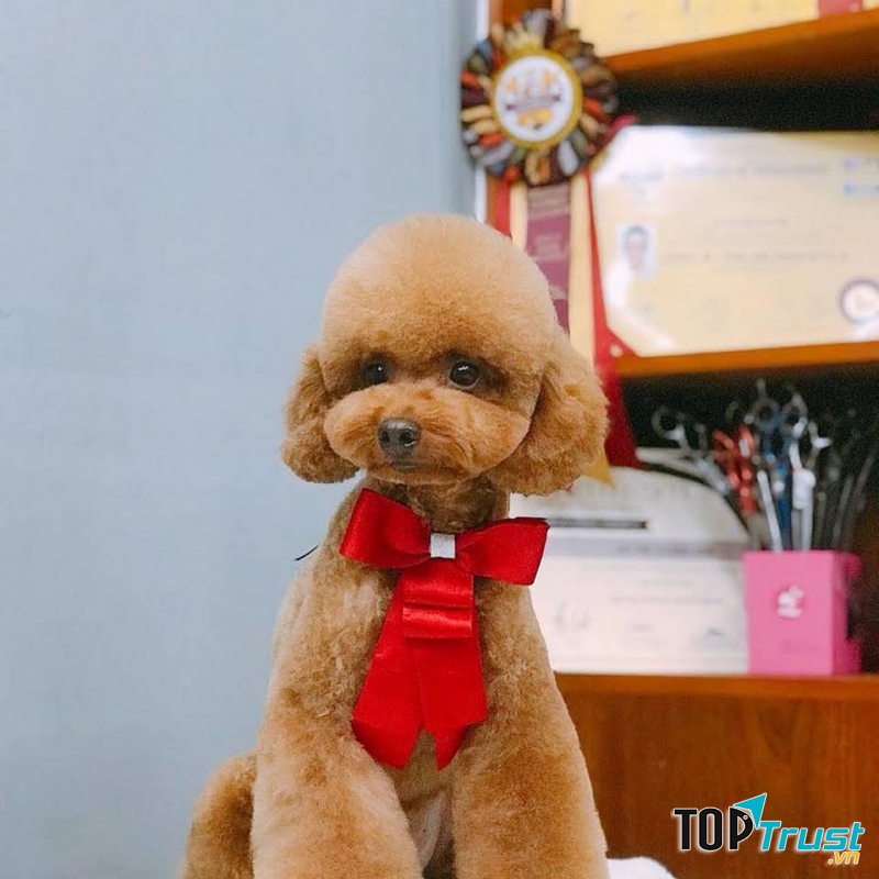 Dịch vụ cắt tỉa lông thú cưng uy tín nhất tại quận 1, TP. HCM