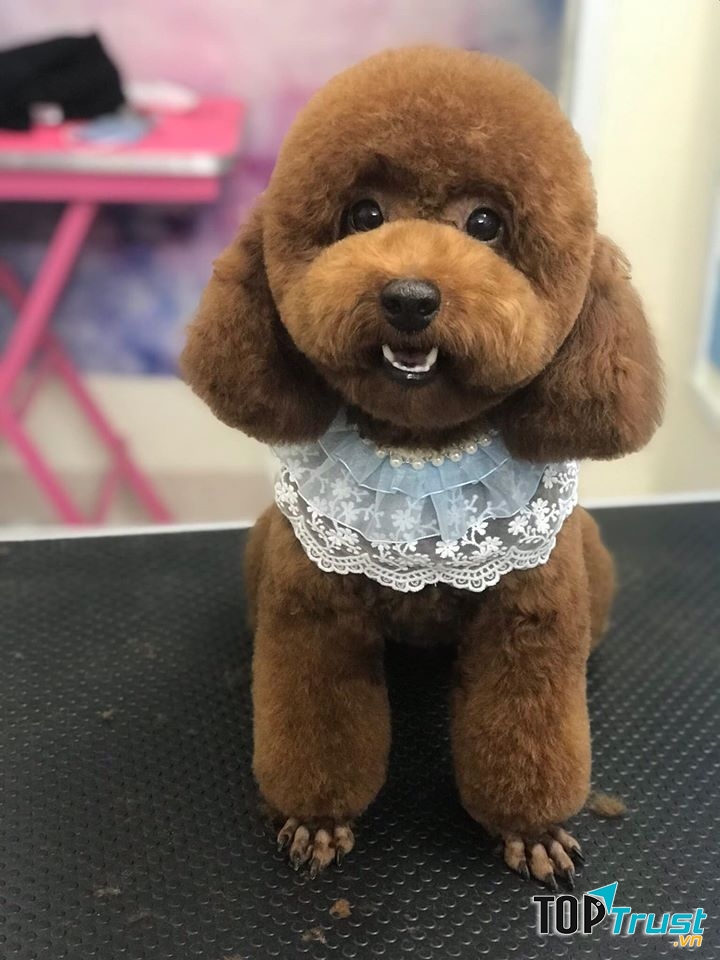 Dịch vụ cắt tỉa lông thú cưng uy tín nhất tại Quảng Ngãi