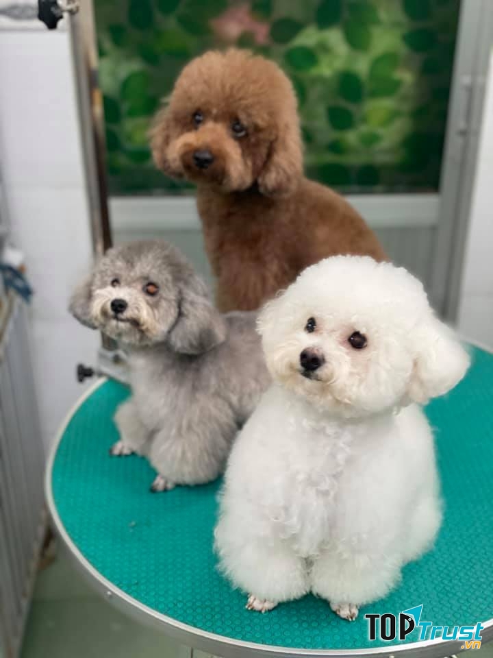 Dịch vụ cắt tỉa lông thú cưng uy tín nhất tại Thanh Hóa