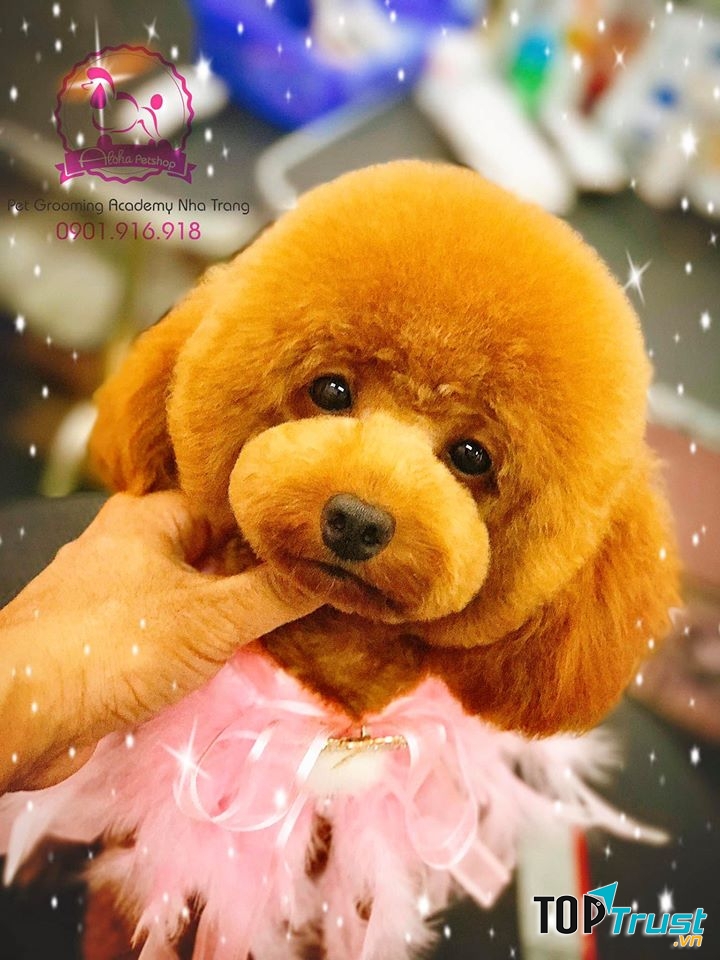 Dịch vụ cắt tỉa lông thú cưng uy tín nhất tại TP. Nha Trang