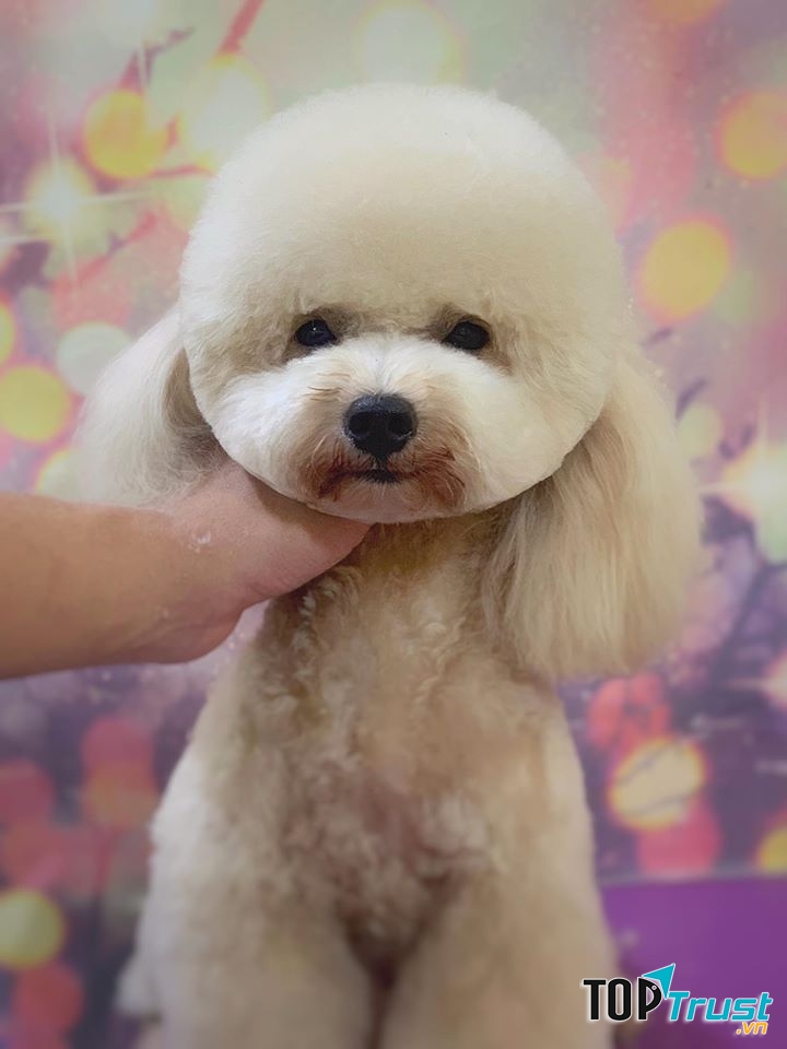 Dịch vụ cắt tỉa lông thú cưng uy tín nhất tại TP. Quy Nhơn, Bình Định