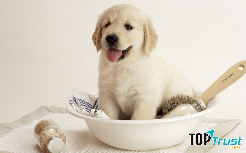 Dịch vụ chăm sóc thú cưng uy tín nhất tại Đà Nẵng