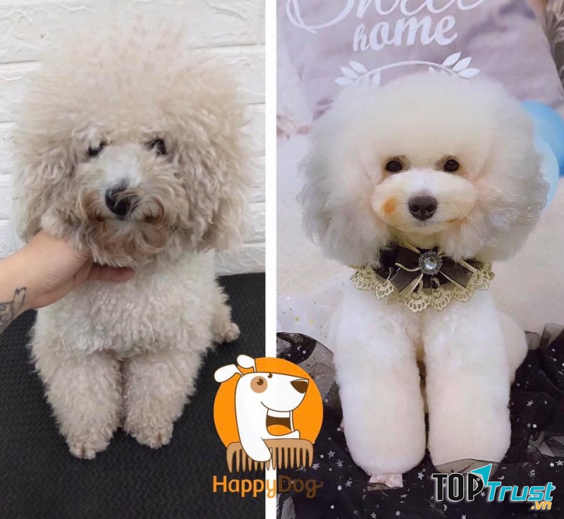 Dịch vụ chăm sóc thú cưng uy tín nhất tại TPHCM