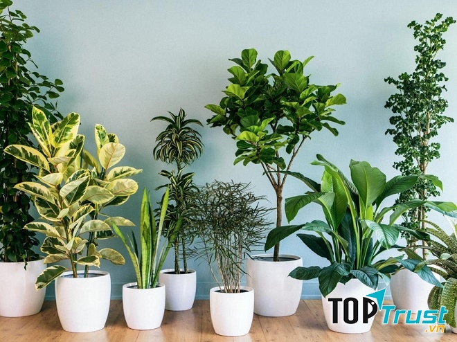 Dịch vụ cho thuê cây cảnh, cây xanh văn phòng uy tín nhất tại Hà Nội