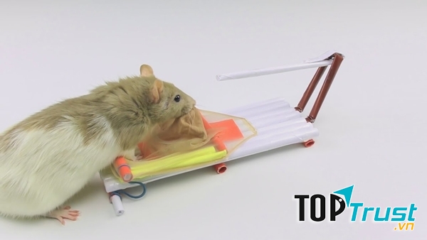Dịch vụ diệt chuột tại nhà uy tín nhất tại Hà Nội