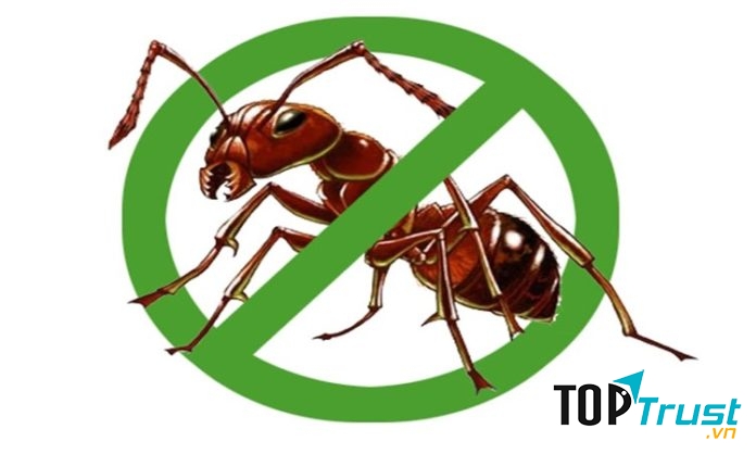 Dịch vụ diệt kiến tại nhà chuyên nghiệp nhất tại Tp HCM