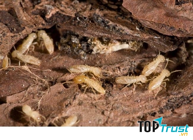 Dịch vụ diệt mối tốt nhất ở Hà Nội