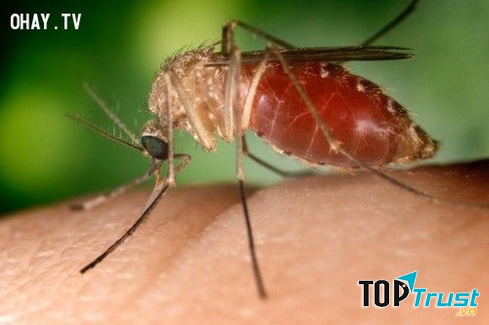 Dịch vụ diệt muỗi tại nhà tốt nhất tại Hà Nội