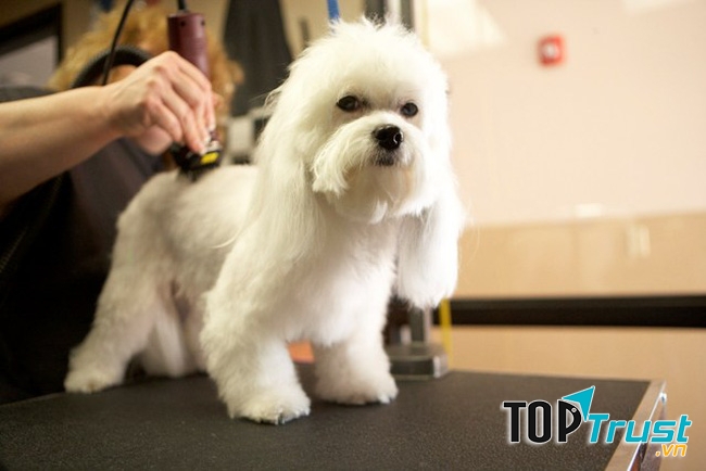 Dịch vụ spa thú cưng tốt nhất tại Bắc Ninh