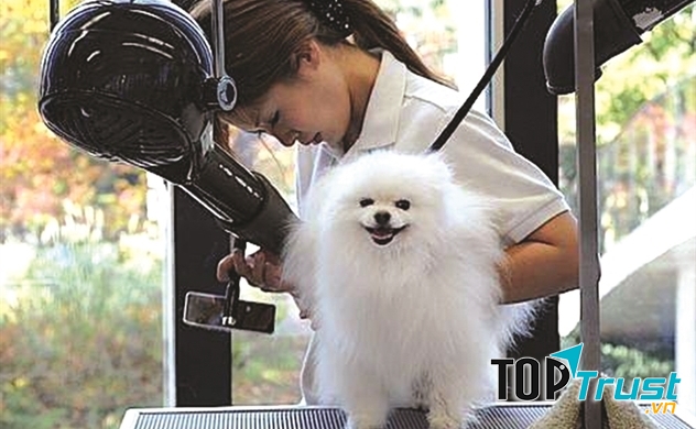 Dịch vụ spa thú cưng tốt nhất tại Huế