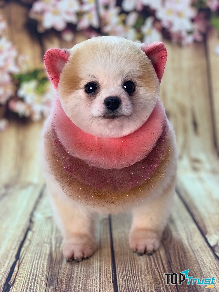 Dịch vụ spa thú cưng tốt nhất tại quận 1, TP. HCM