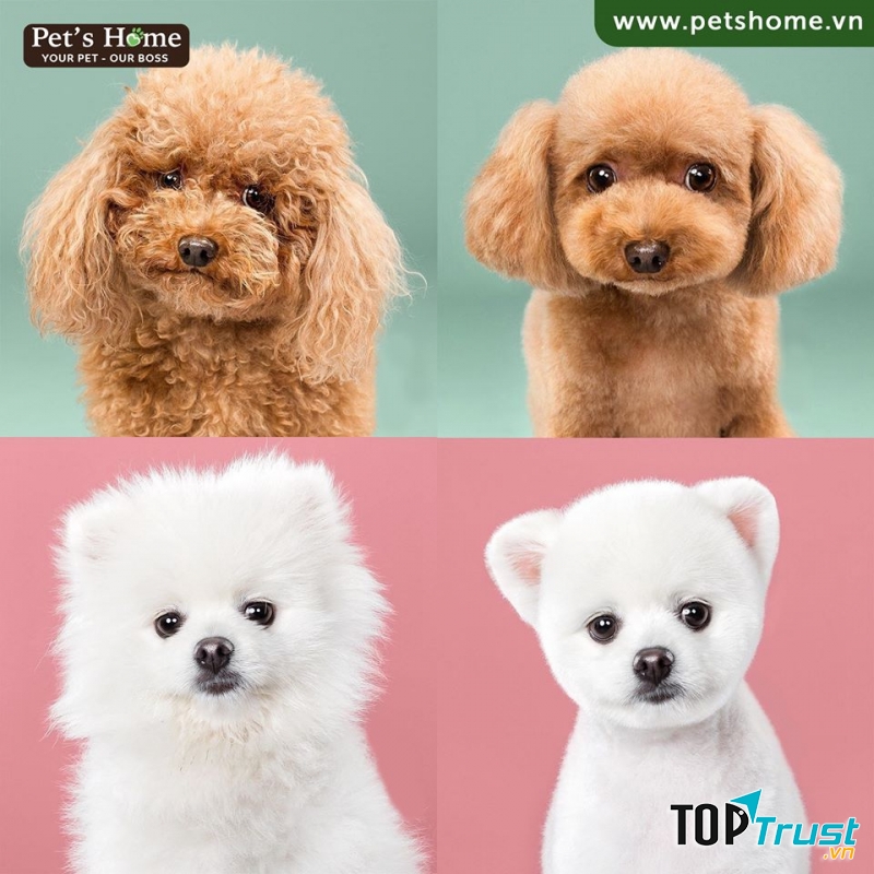 Dịch vụ spa thú cưng tốt nhất tại quận 3, TP. HCM