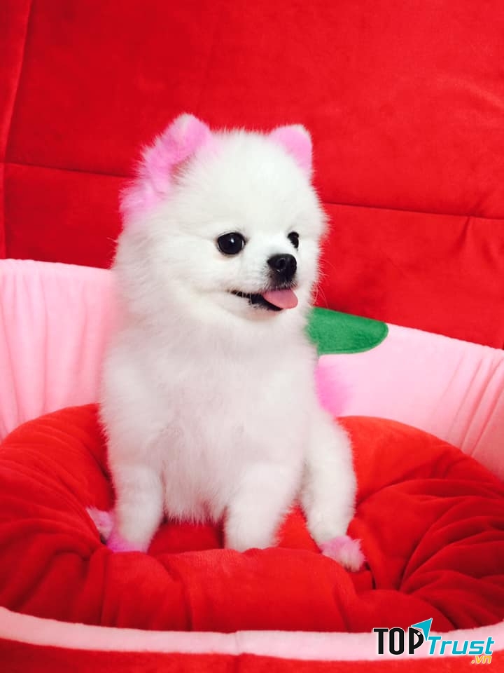 Dịch vụ spa thú cưng tốt nhất tại quận Hà Đông, Hà Nội